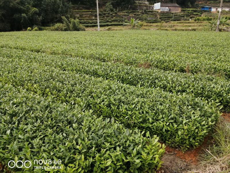 正宗福鼎大毫茶苗华茶1号