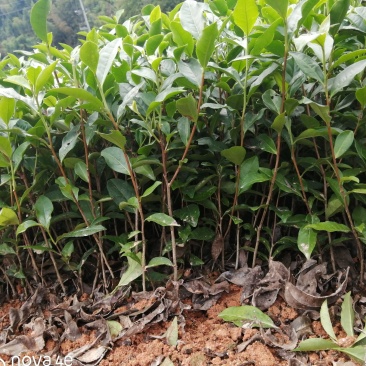 正宗福鼎大毫茶苗华茶1号