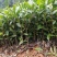 正宗福鼎大毫茶苗华茶1号