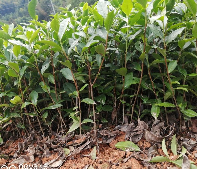 正宗福鼎大毫茶苗华茶1号
