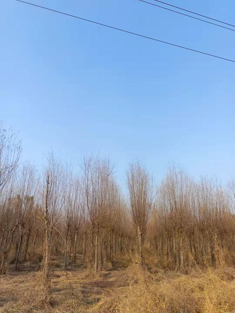 红柳，10-12公分的红柳大量有货