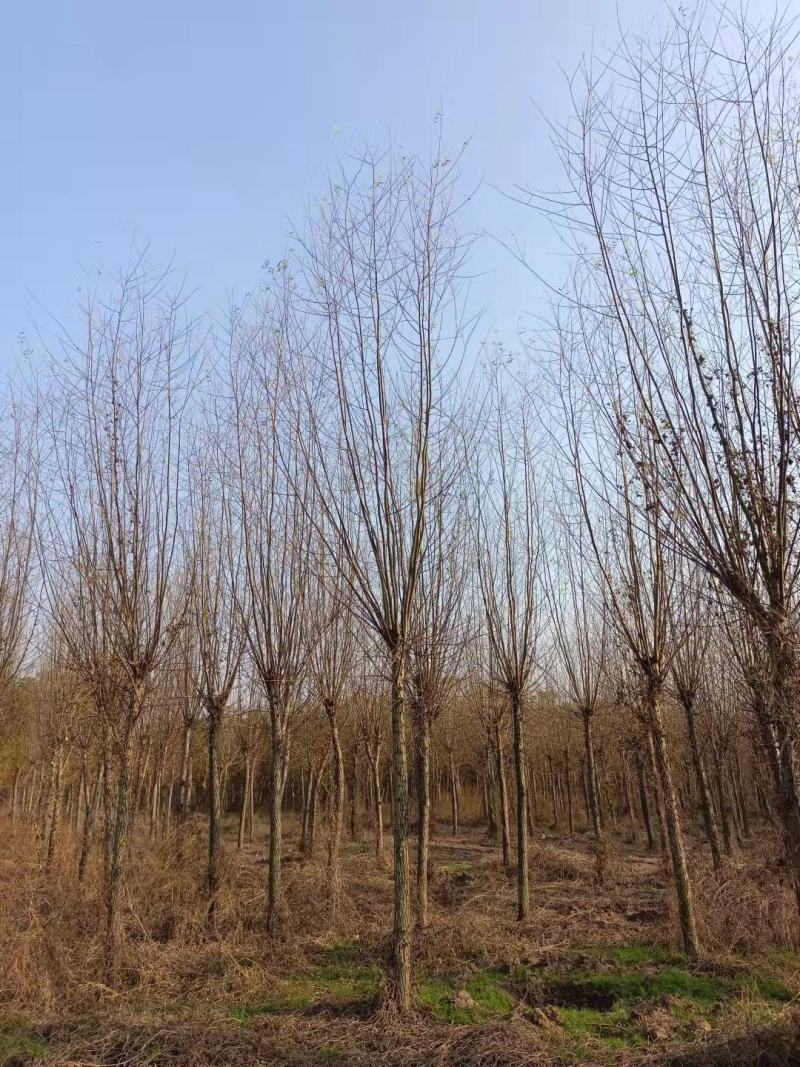红柳，10-12公分的红柳大量有货