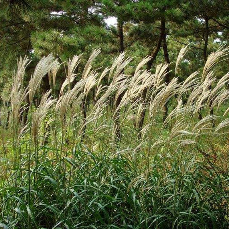 芒草种子野芒草种子牧草种子荻芒草种子四季南北方牧草种子