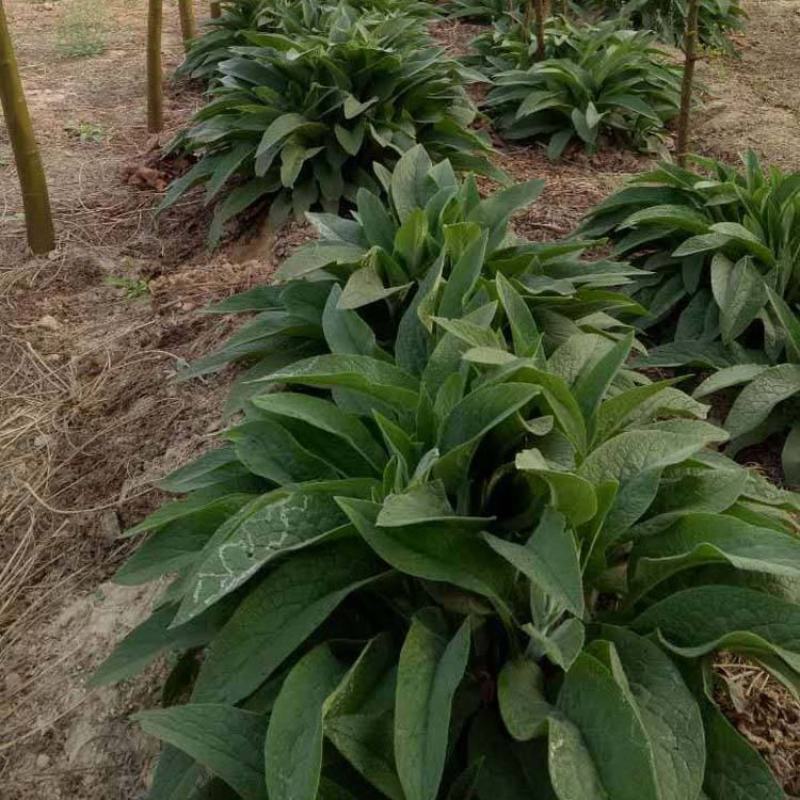 俄罗斯饲料菜种子鲁梅克斯牧草籽营养价值高新品进口牧草种子