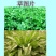 俄罗斯饲料菜种子鲁梅克斯牧草籽营养价值高新品进口牧草种子