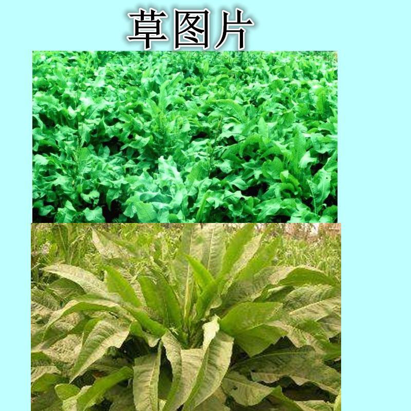 俄罗斯饲料菜种子鲁梅克斯牧草籽营养价值高新品进口牧草种子