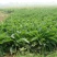俄罗斯饲料菜种子鲁梅克斯牧草籽营养价值高新品进口牧草种子
