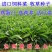 俄罗斯饲料菜种子鲁梅克斯牧草籽营养价值高新品进口牧草种子