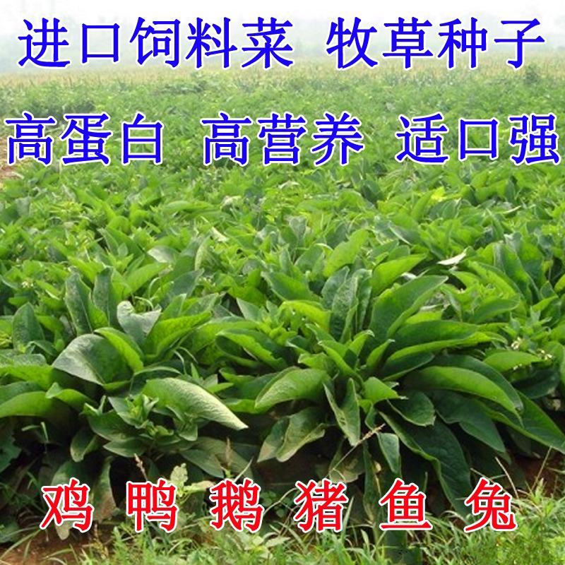 俄罗斯饲料菜种子鲁梅克斯牧草籽营养价值高新品进口牧草种子