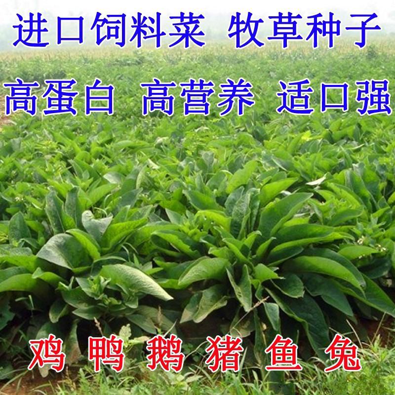 俄罗斯饲料菜种子鲁梅克斯牧草籽营养价值高新品进口牧草种子