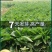 俄罗斯饲料菜种子鲁梅克斯牧草籽营养价值高新品进口牧草种子
