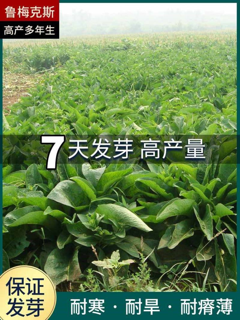 俄罗斯饲料菜种子鲁梅克斯牧草籽营养价值高新品进口牧草种子