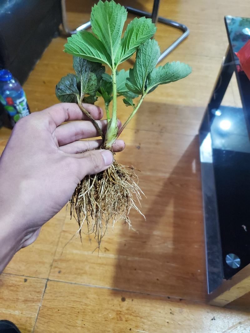 天仙醉草莓苗高产抗病性强签订合同保证品种质量