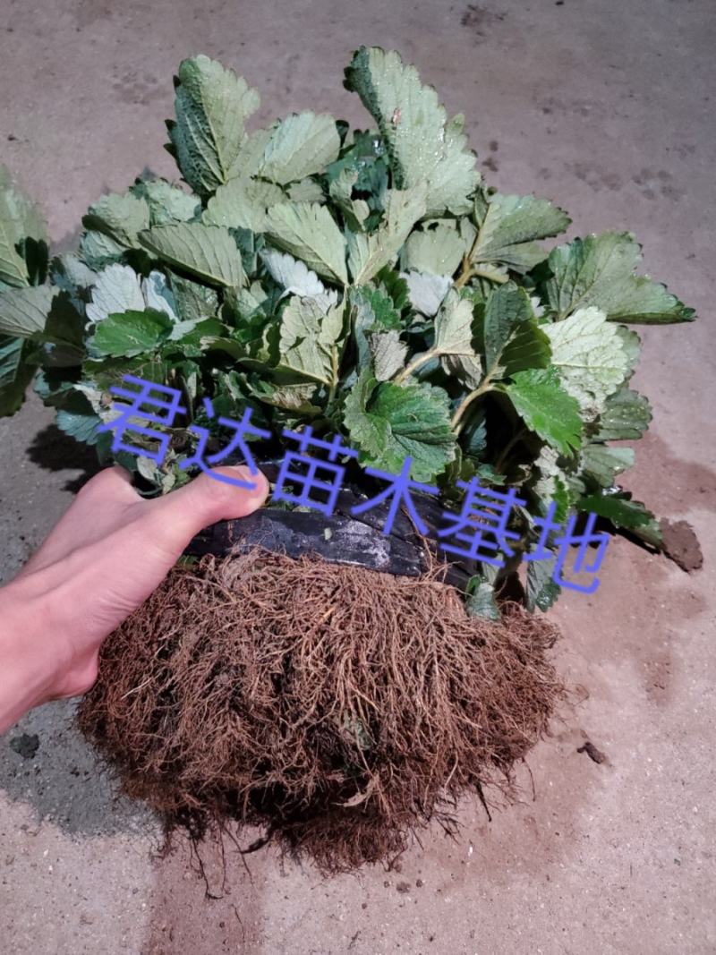 天仙醉草莓苗高产抗病性强签订合同保证品种质量