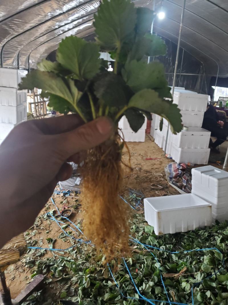 天仙醉草莓苗高产抗病性强签订合同保证品种质量