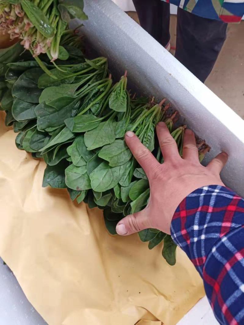 菠菜20-25公分原产地质量保证正常代发