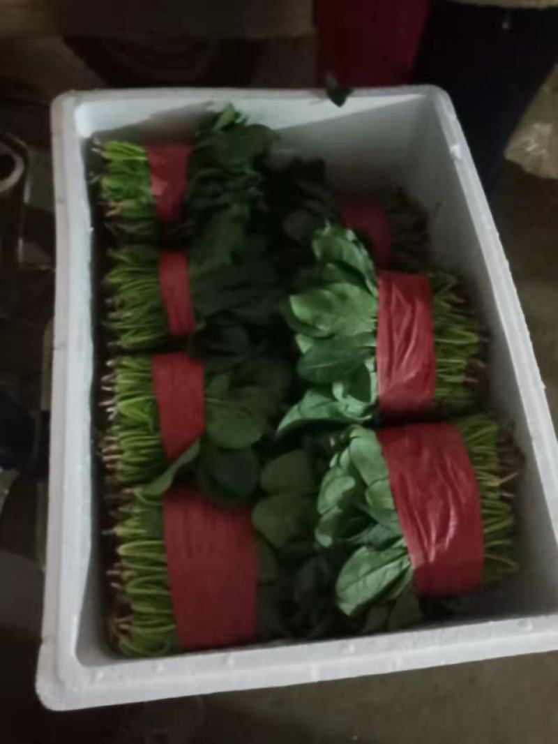 菠菜20-25公分原产地质量保证正常代发