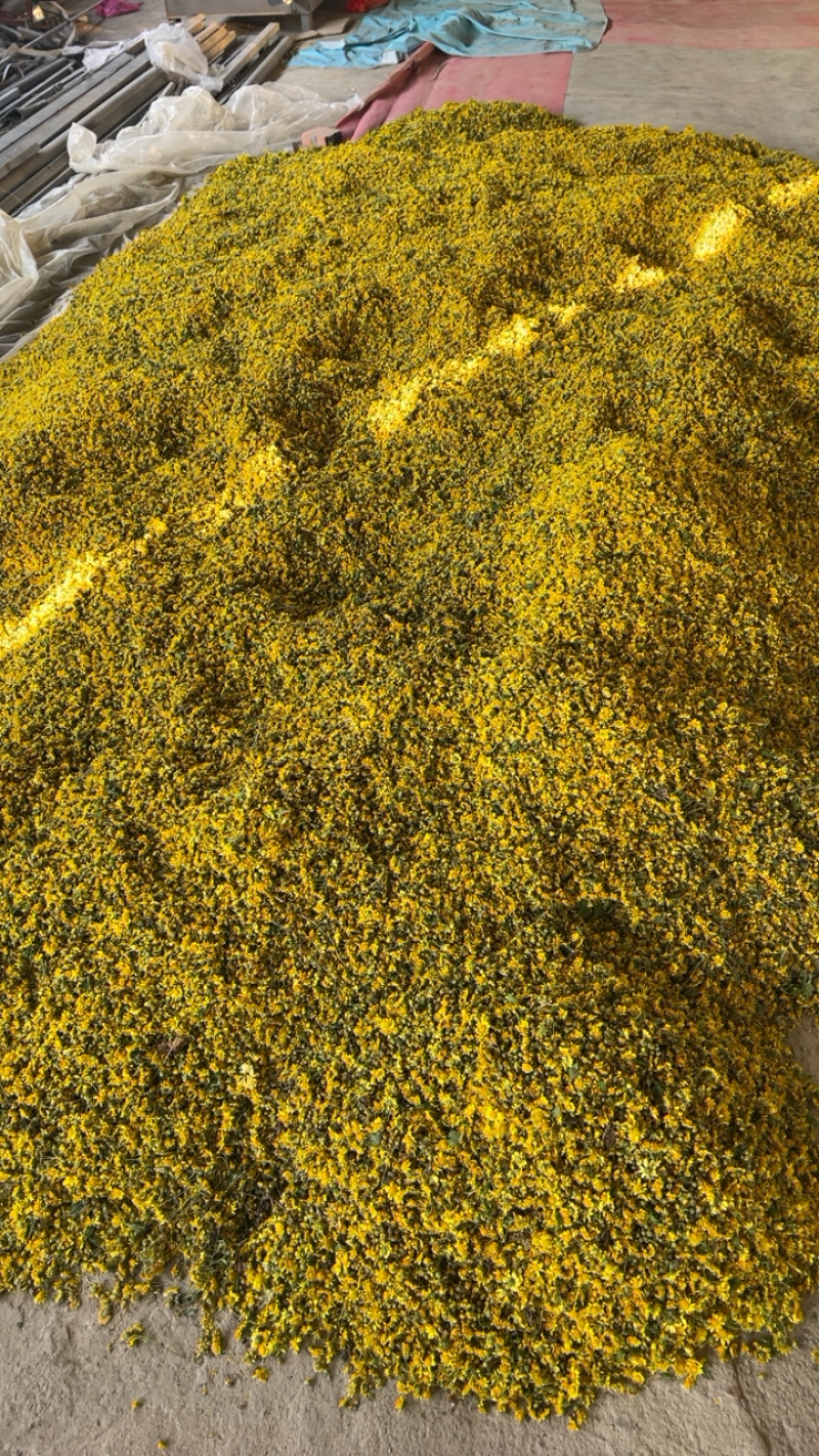 我有大量干货野菊花，经过高温杀青，然后在烤房烘干的