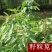 美国籽粒苋牧草种子黑千穗谷高蛋白鸡鸭鹅家牧草种子籽