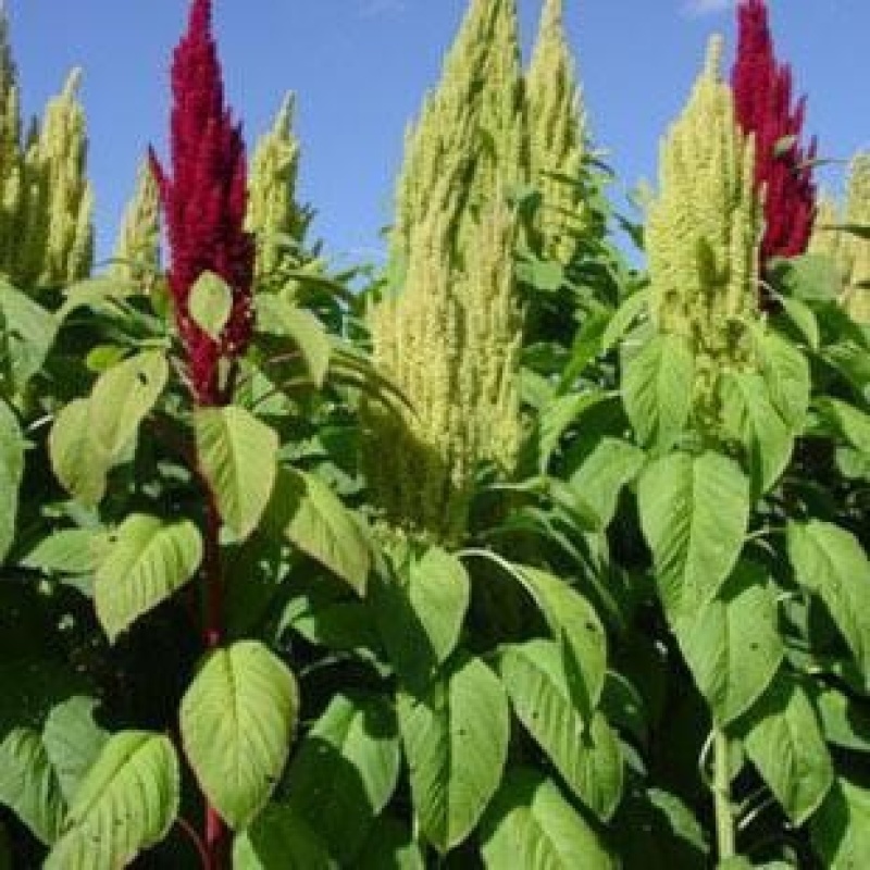 美国籽粒苋牧草种子黑千穗谷高蛋白鸡鸭鹅家牧草种子籽