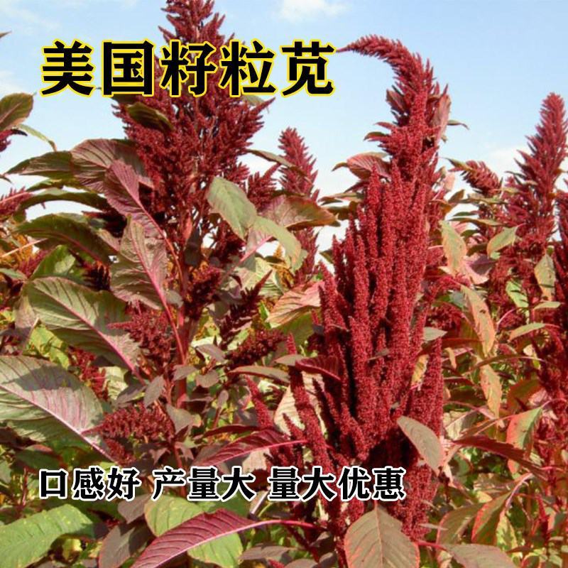 美国籽粒苋牧草种子黑千穗谷高蛋白鸡鸭鹅家牧草种子籽
