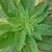 美国籽粒苋牧草种子黑千穗谷高蛋白鸡鸭鹅家牧草种子籽
