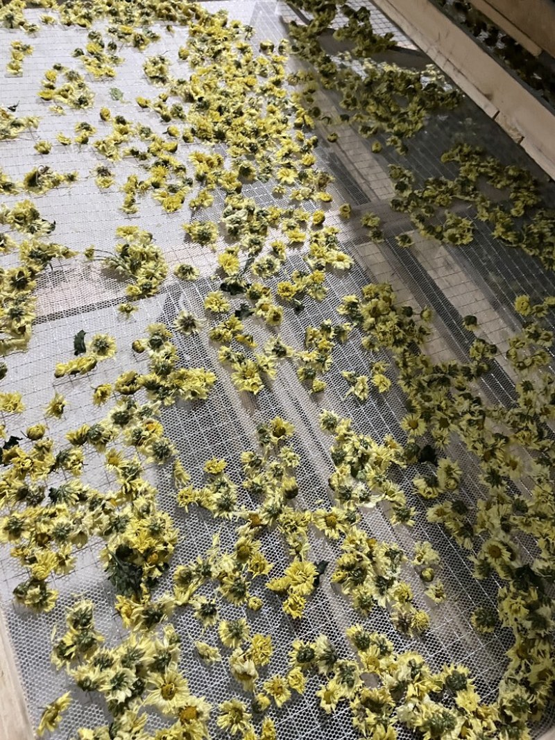杭白菊胎菊，朵花