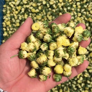 杭白菊胎菊，朵花