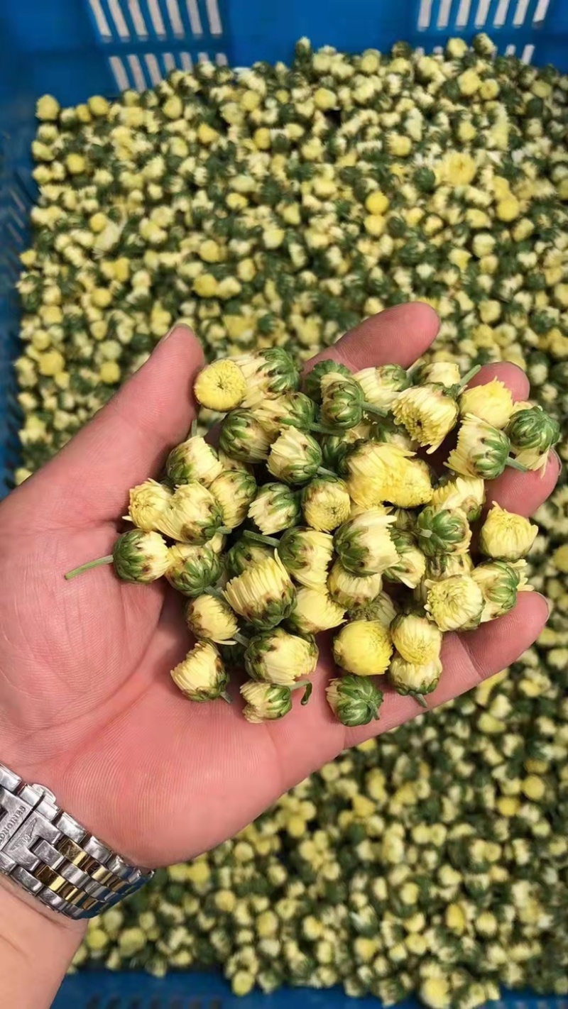杭白菊胎菊，朵花