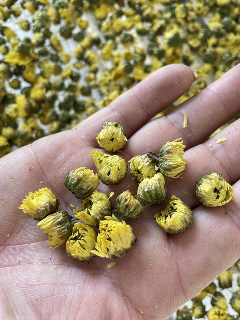 杭白菊胎菊，朵花