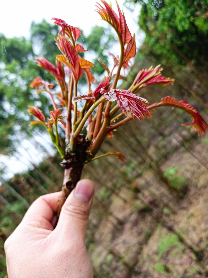 红油香椿种子四季红油香椿种子矮化红油香椿种子专家育