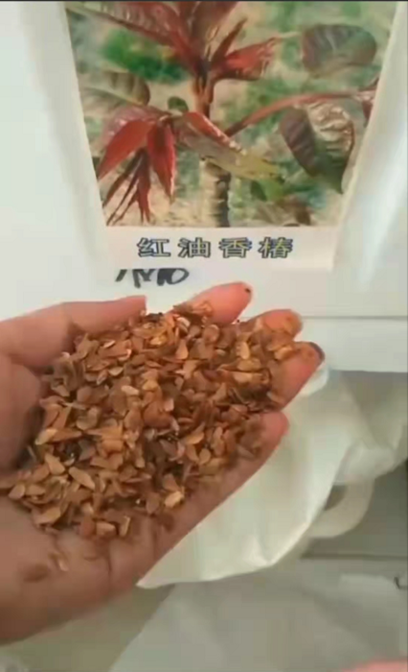红油香椿种子四季红油香椿种子矮化红油香椿种子专家育