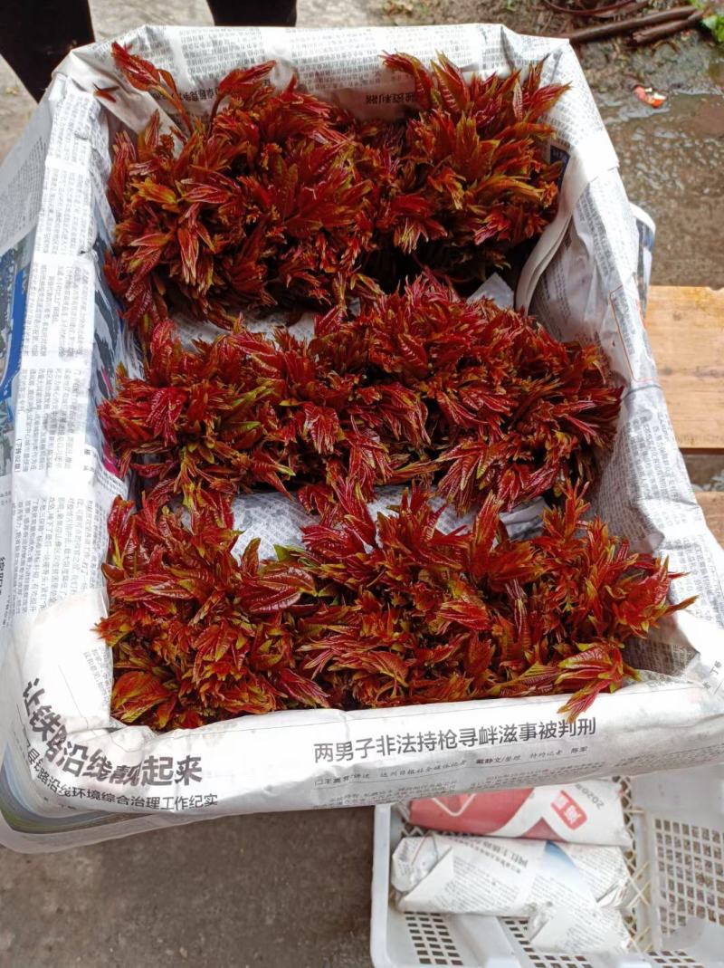 红油香椿种子四季红油香椿种子矮化红油香椿种子专家育