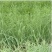 鸭茅种子耐阴耐热耐寒果园草种林间种草牛羊猪兔牧草种子