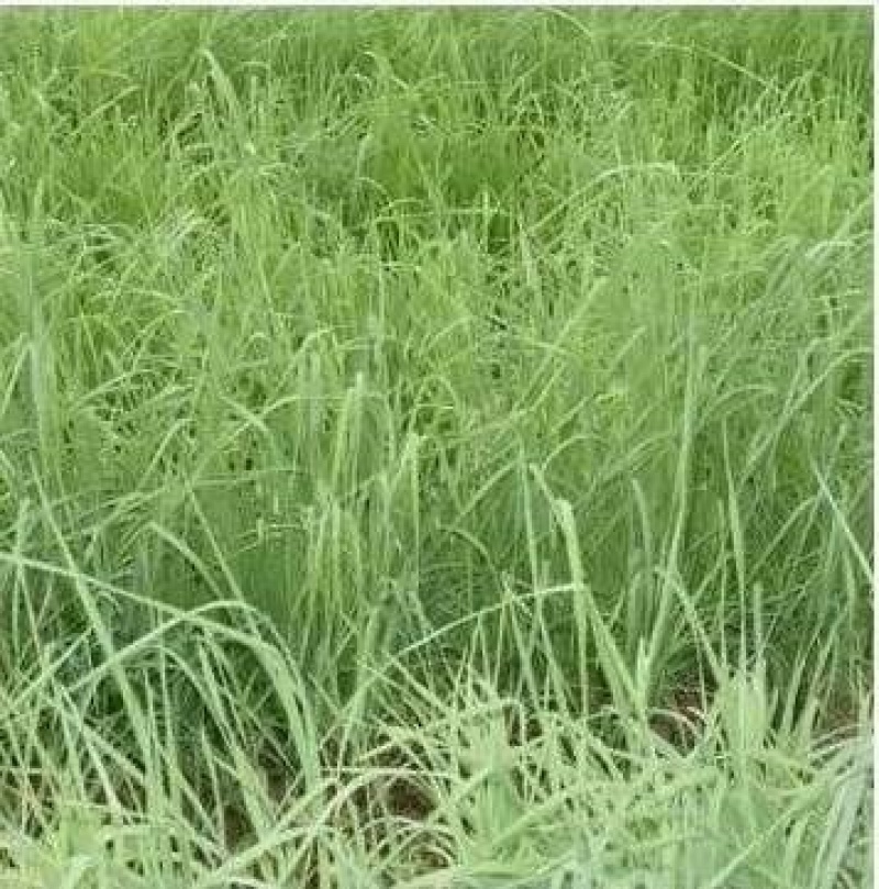 鸭茅种子耐阴耐热耐寒果园草种林间种草牛羊猪兔牧草种子