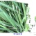 鸭茅种子耐阴耐热耐寒果园草种林间种草牛羊猪兔牧草种子