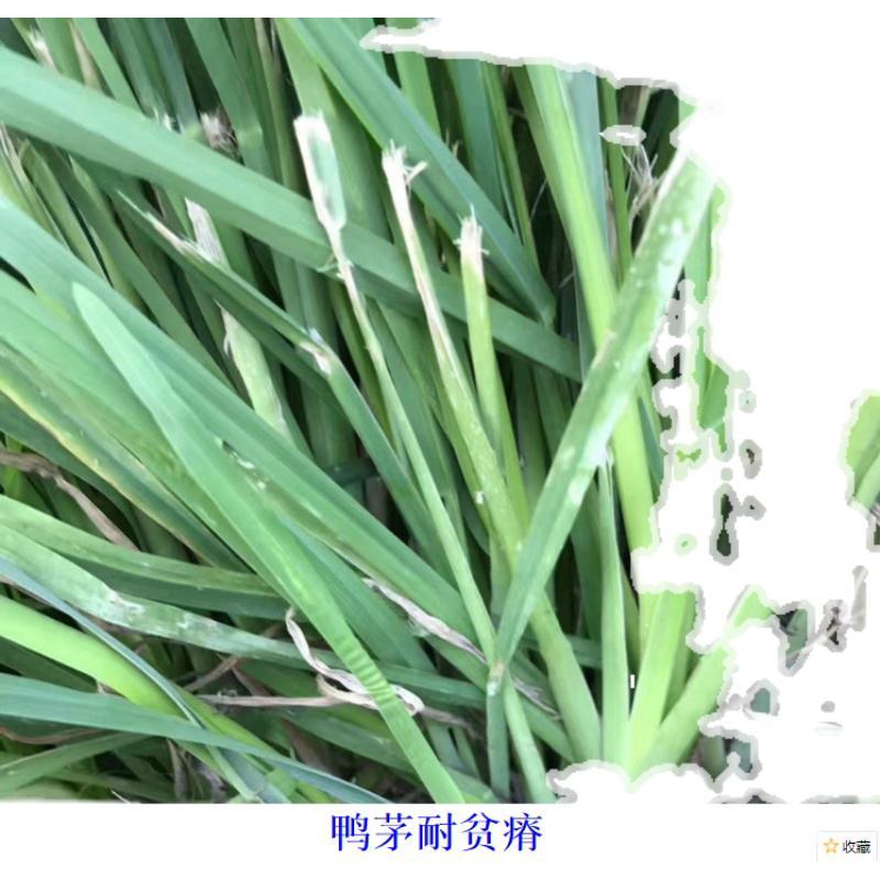 鸭茅种子耐阴耐热耐寒果园草种林间种草牛羊猪兔牧草种子