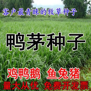 鸭茅种子耐阴耐热耐寒果园草种林间种草牛羊猪兔牧草种子