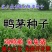 鸭茅种子耐阴耐热耐寒果园草种林间种草牛羊猪兔牧草种子
