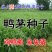 鸭茅种子耐阴耐热耐寒果园草种林间种草牛羊猪兔牧草种子
