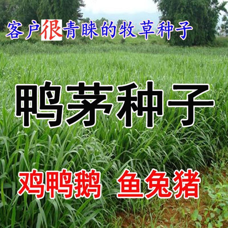 鸭茅种子耐阴耐热耐寒果园草种林间种草牛羊猪兔牧草种子