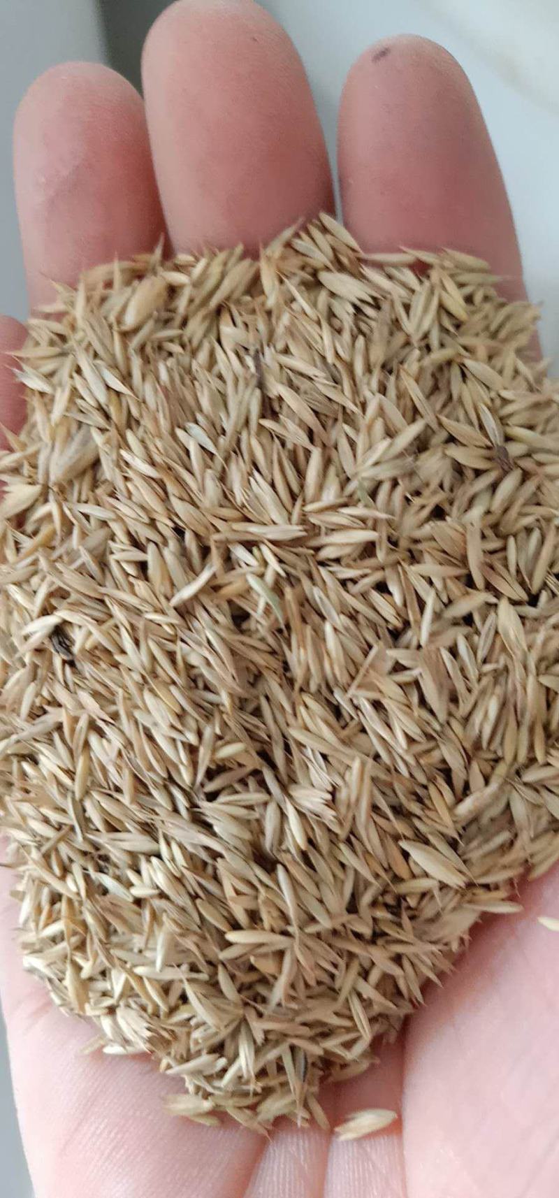鸭茅种子耐阴耐热耐寒果园草种林间种草牛羊猪兔牧草种子