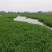 小米草种子养殖鱼虾蟹耐水淹雀叶稗湖南稷子高产水草牧草种子