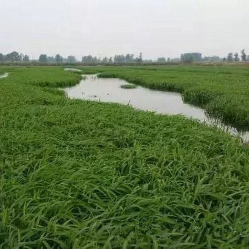 小米草种子养殖鱼虾蟹耐水淹雀叶稗湖南稷子高产水草牧草种子