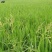 小米草种子养殖鱼虾蟹耐水淹雀叶稗湖南稷子高产水草牧草种子