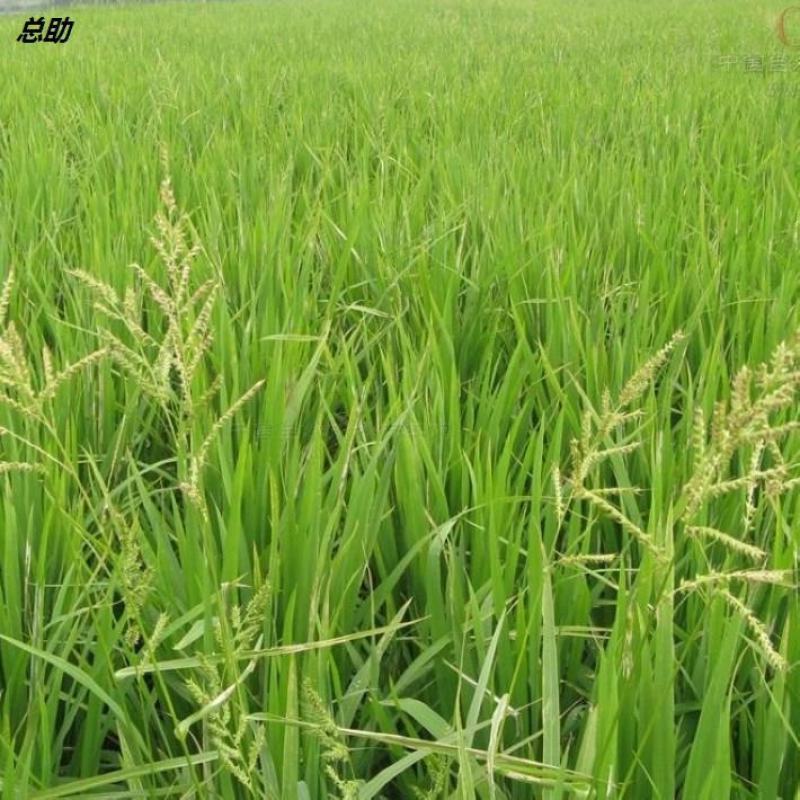 小米草种子养殖鱼虾蟹耐水淹雀叶稗湖南稷子高产水草牧草种子