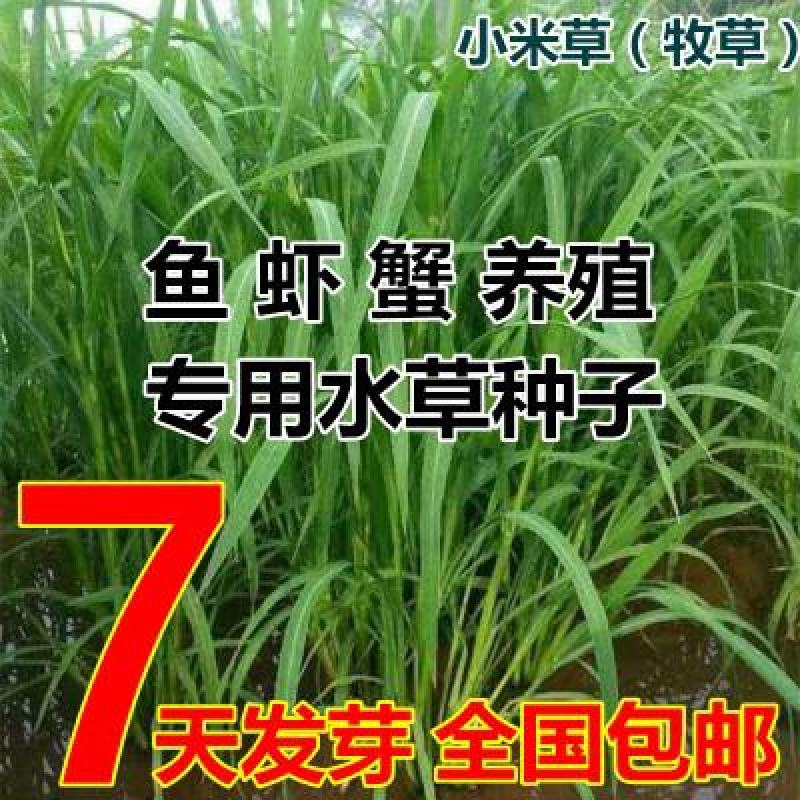 小米草种子养殖鱼虾蟹耐水淹雀叶稗湖南稷子高产水草牧草种子