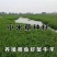 小米草种子养殖鱼虾蟹耐水淹雀叶稗湖南稷子高产水草牧草种子
