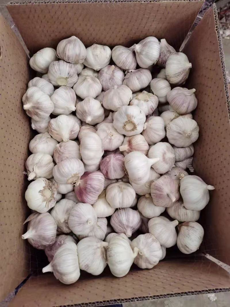 山东金乡大蒜批发加工工厂直供网袋纸箱包装