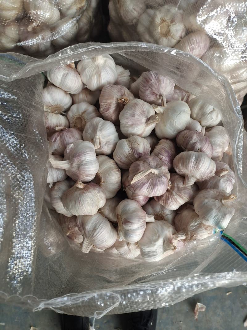 山东金乡大蒜批发加工工厂直供网袋纸箱包装